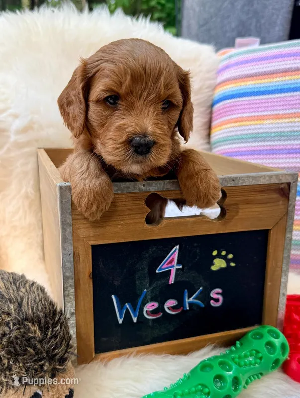Konsa – Goldendoodle puppy for sale in Delhi, NY