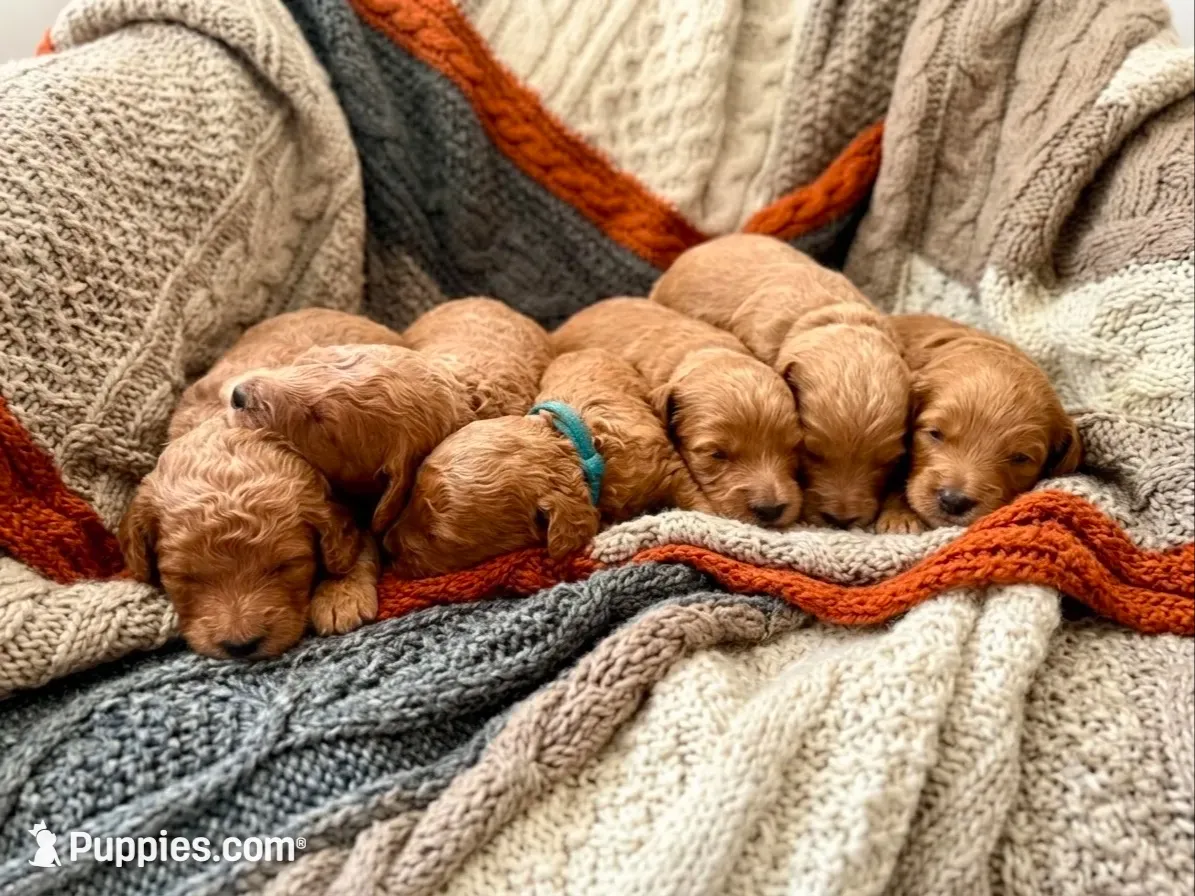 Saka (orange), a female Goldendoodle for sale in Delhi, NY – 2 of 3