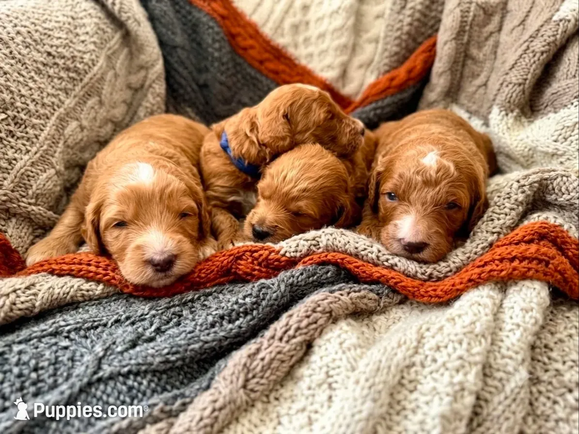 Kane, a male Goldendoodle for sale in Delhi, NY – 1 of 3