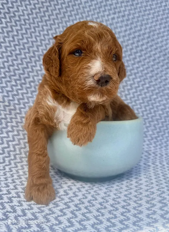 Jude – Goldendoodle puppy for sale in Delhi, NY