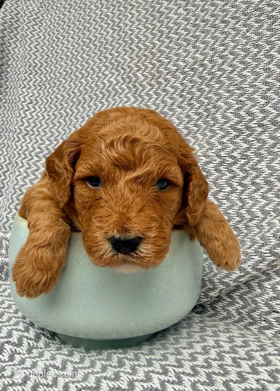 Mainoo – Goldendoodle puppy for sale in Delhi, NY