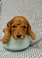 Mainoo, a female Goldendoodle for sale in Delhi, NY – 1 of 3