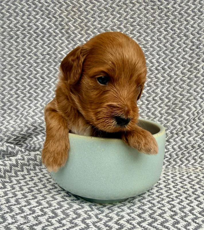 Quansah – Goldendoodle puppy for sale in Delhi, NY