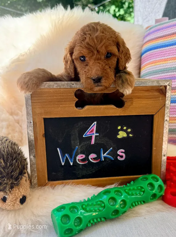Pickford – Goldendoodle puppy for sale in Delhi, NY