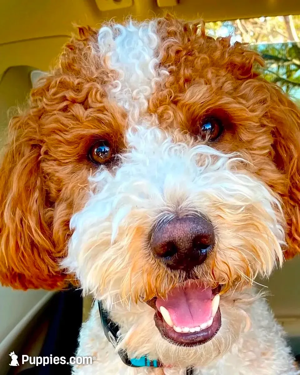 Mainoo, a female Goldendoodle for sale in Delhi, NY – 3 of 3