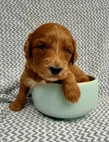 Saka (orange), a female Goldendoodle for sale in Delhi, NY – 1 of 3
