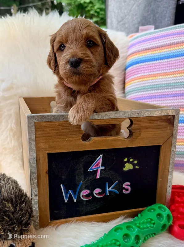 Mainoo – Goldendoodle puppy for sale in Delhi, NY