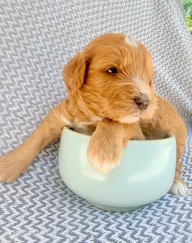 Watkins – Goldendoodle puppy for sale in Delhi, NY
