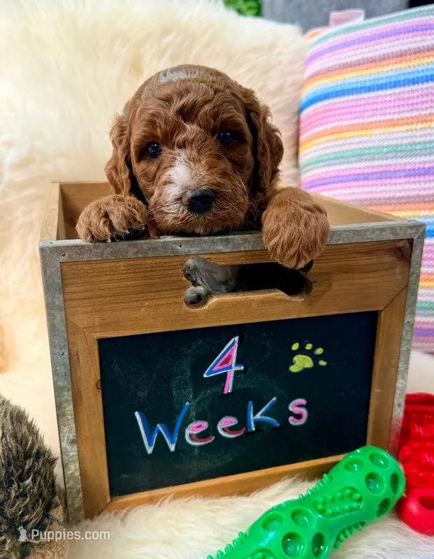Jude – Goldendoodle puppy for sale in Delhi, NY