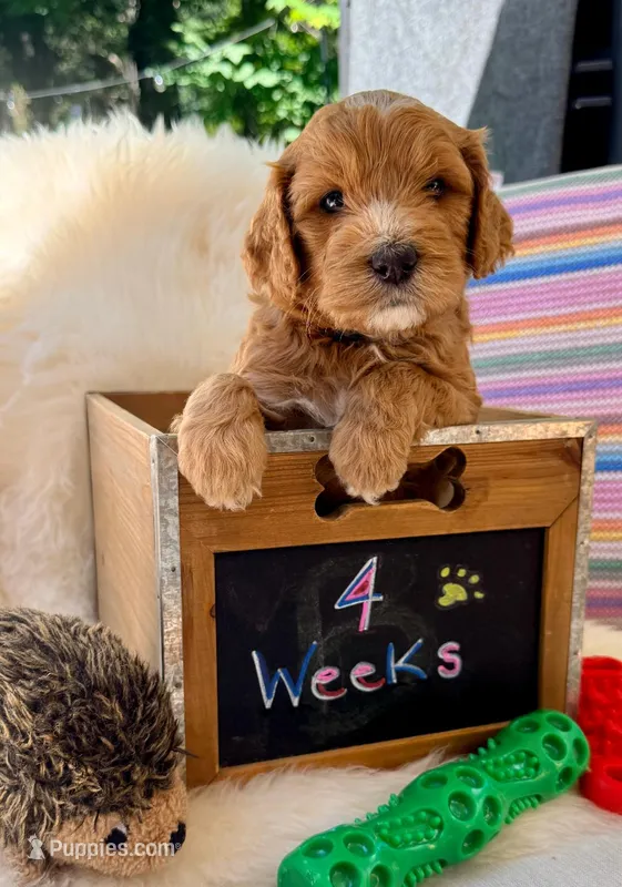 Watkins – Goldendoodle puppy for sale in Delhi, NY