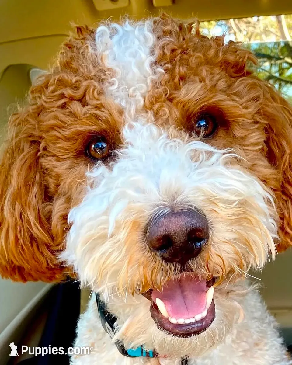 Saka (orange), a female Goldendoodle for sale in Delhi, NY – 3 of 3