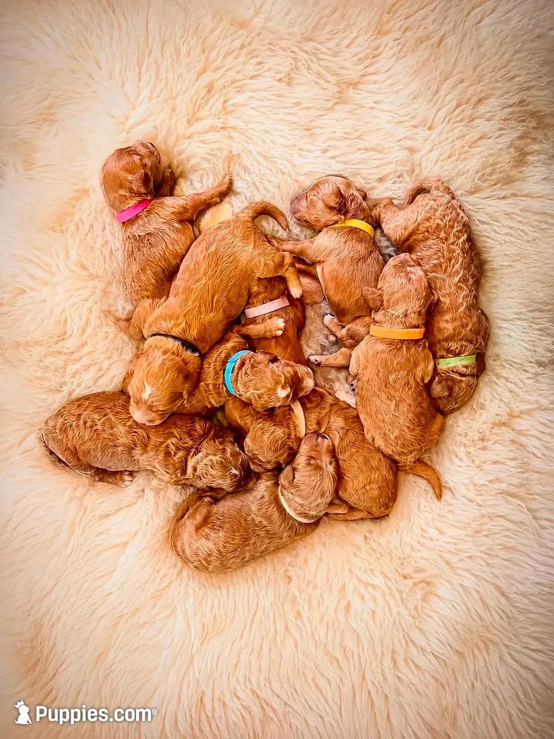 Mainoo, a female Goldendoodle for sale in Delhi, NY – 2 of 3