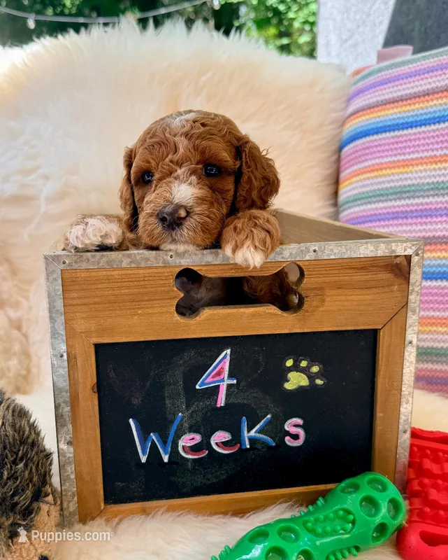 Kane – Goldendoodle puppy for sale in Delhi, NY