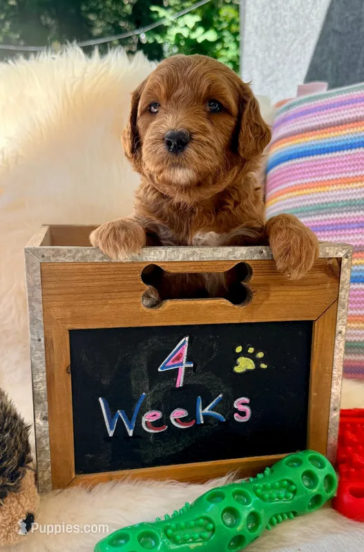 Quansah – Goldendoodle puppy for sale in Delhi, NY