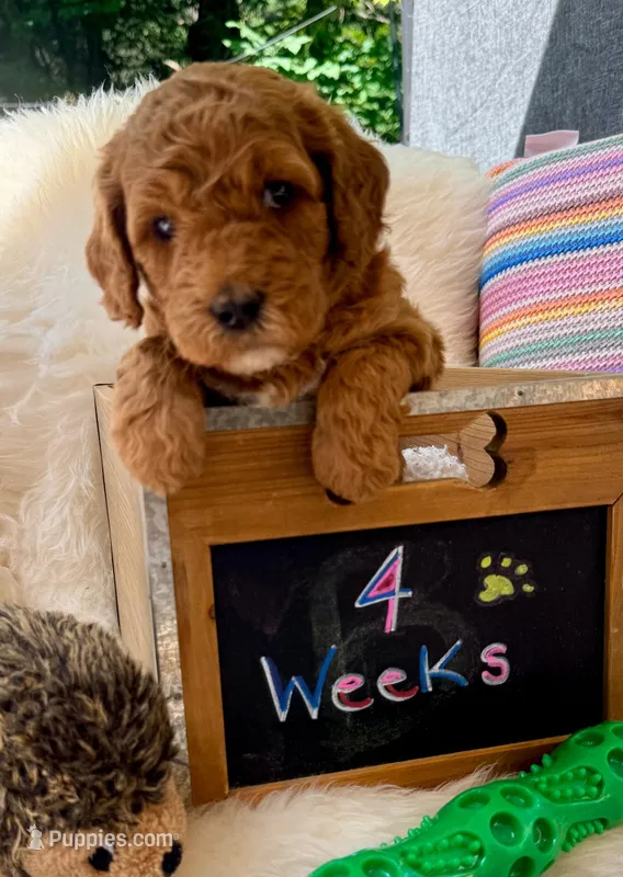 Saka (orange) – Goldendoodle puppy for sale in Delhi, NY