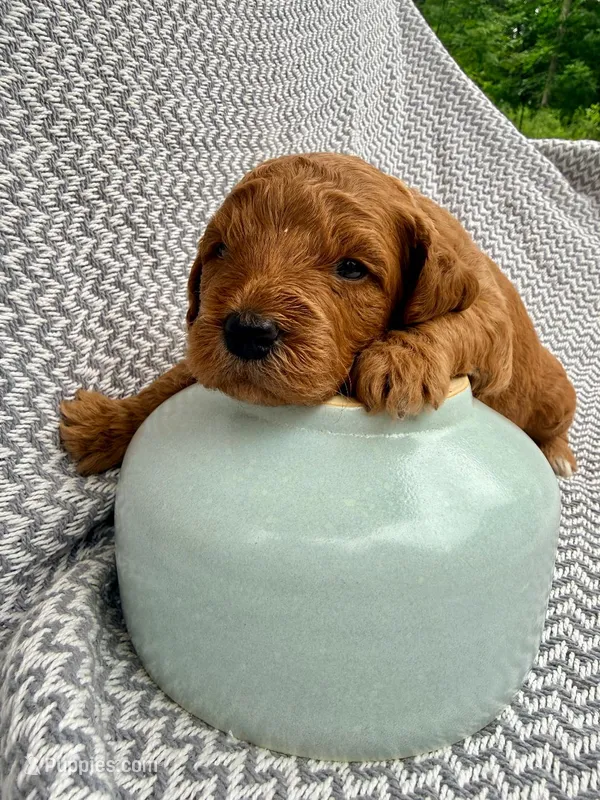 Konsa – Goldendoodle puppy for sale in Delhi, NY