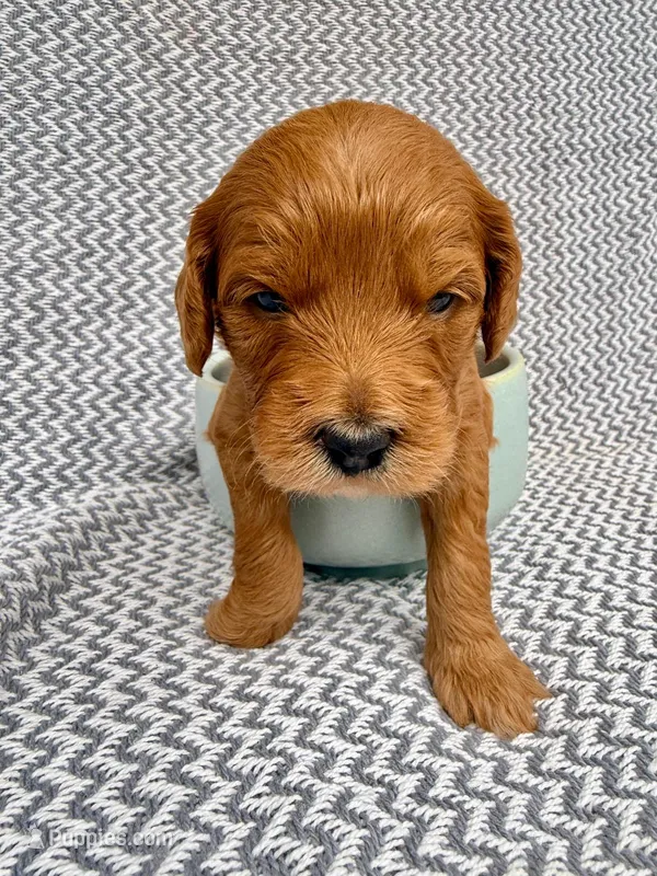 Rice – Goldendoodle puppy for sale in Delhi, NY