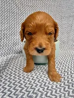 Rice, a female Goldendoodle for sale in Delhi, NY – 1 of 2