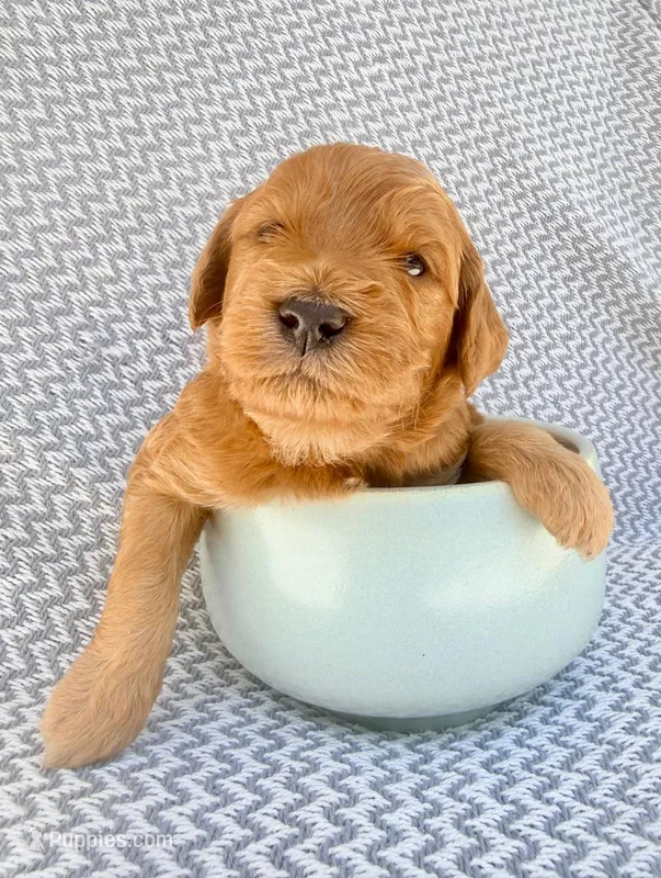 Rashford – Goldendoodle puppy for sale in Delhi, NY
