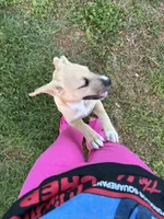 Roscoe , a male Boxer and American Pit Bull Terrier for sale in Thomasville, NC – Photo 2 of 3