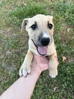 Roscoe , a male Boxer and American Pit Bull Terrier for sale in Thomasville, NC – Photo 1 of 3