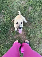 Roscoe , a male Boxer and American Pit Bull Terrier for sale in Thomasville, NC – Photo 3 of 3