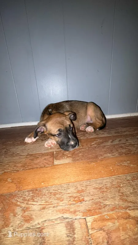Delilah – Boxer, American Pit Bull Terrier puppy for sale in Thomasville, NC