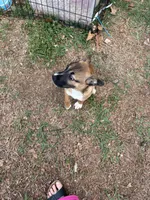 Delilah, a female Boxer and American Pit Bull Terrier for sale in Thomasville, NC – Photo 3 of 3