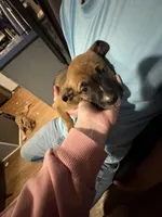 Delilah, a female Boxer and American Pit Bull Terrier for sale in Thomasville, NC – Photo 2 of 3