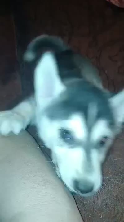 Spice , a female Siberian Husky for sale in West Union, OH – 2 of 2