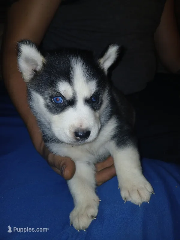 Panda – Siberian Husky puppy for sale in West Union, OH