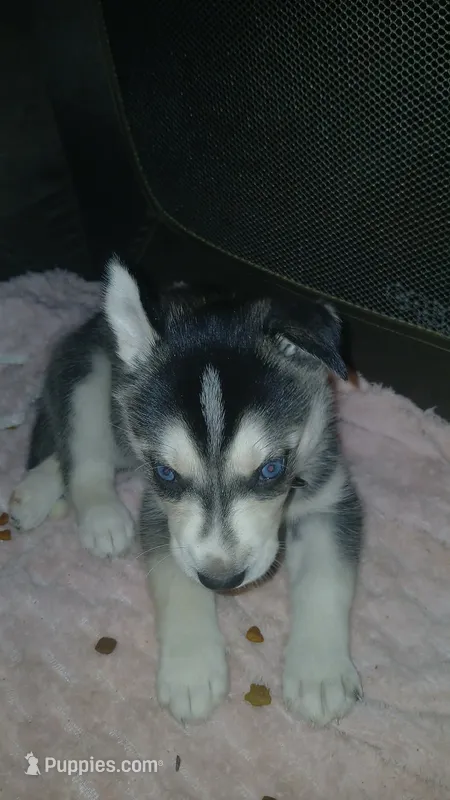 Pea  – Siberian Husky puppy for sale in West Union, OH