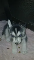 Pea , a female Siberian Husky for sale in West Union, OH – 1 of 1