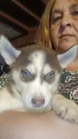 Koda is i, a male Siberian Husky for sale in West Union, OH – 2 of 3