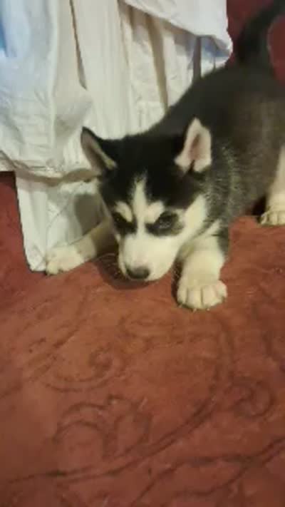 Panda, a female Siberian Husky for sale in West Union, OH – 2 of 2