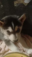 Spice , a female Siberian Husky for sale in West Union, OH – 1 of 2