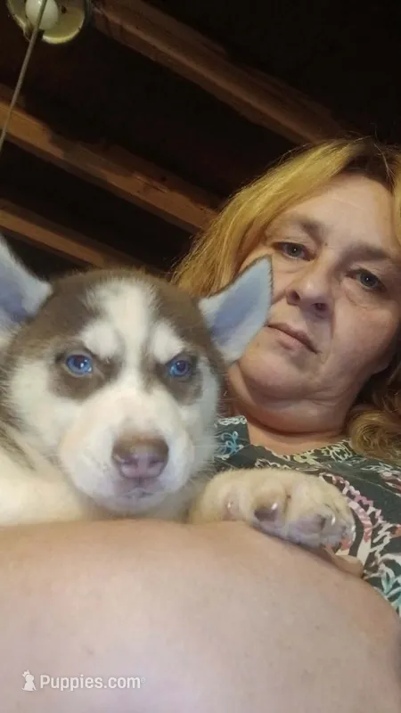 Koda is i – Siberian Husky puppy for sale in West Union, OH