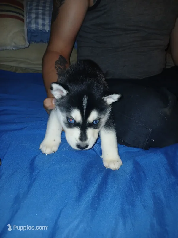 Ema – Siberian Husky puppy for sale in West Union, OH