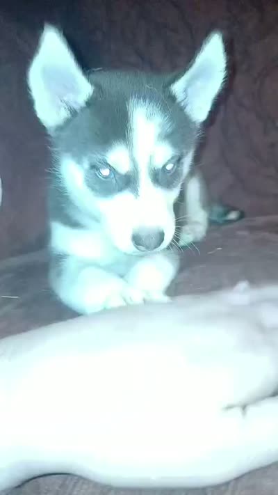 Koda is i, a male Siberian Husky for sale in West Union, OH – 3 of 3