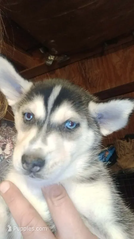 Pea  – Siberian Husky puppy for sale in West Union, OH