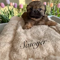 Sawyer, a male Shih Tzu for sale in Columbia City, IN – 4 of 4