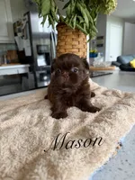 Mason, a male Shih Tzu for sale in Columbia City, IN – 3 of 3