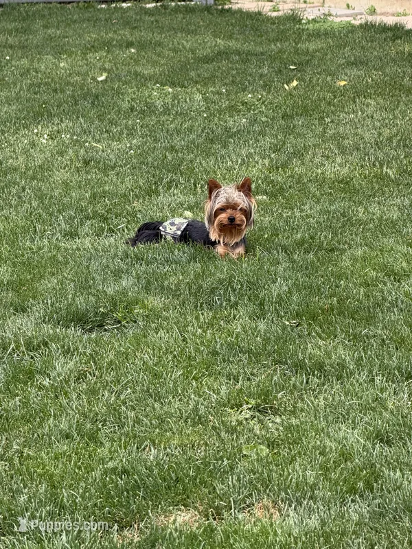Lincoln  – Yorkshire Terrier puppy for sale in Columbia City, IN