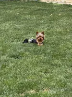 Lincoln , a male Yorkshire Terrier for sale in Columbia City, IN – 1 of 1