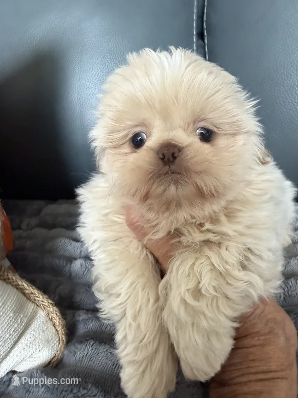 Pistachio – Shih Tzu puppy for sale in Columbia City, IN