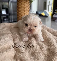 Pistachio, a male Shih Tzu for sale in Columbia City, IN – 2 of 3