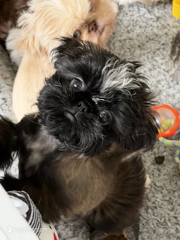 Mateo – Shih Tzu puppy for sale in Columbia City, IN