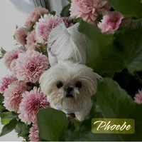 Preston, a male Shih Tzu for sale in Columbia City, IN – 2 of 3