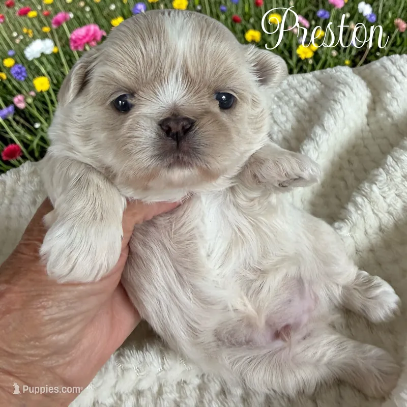 Preston, a male Shih Tzu for sale in Columbia City, IN – 1 of 3