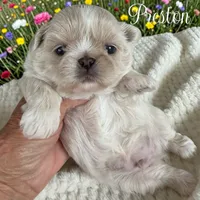 Preston, a male Shih Tzu for sale in Columbia City, IN – 1 of 3